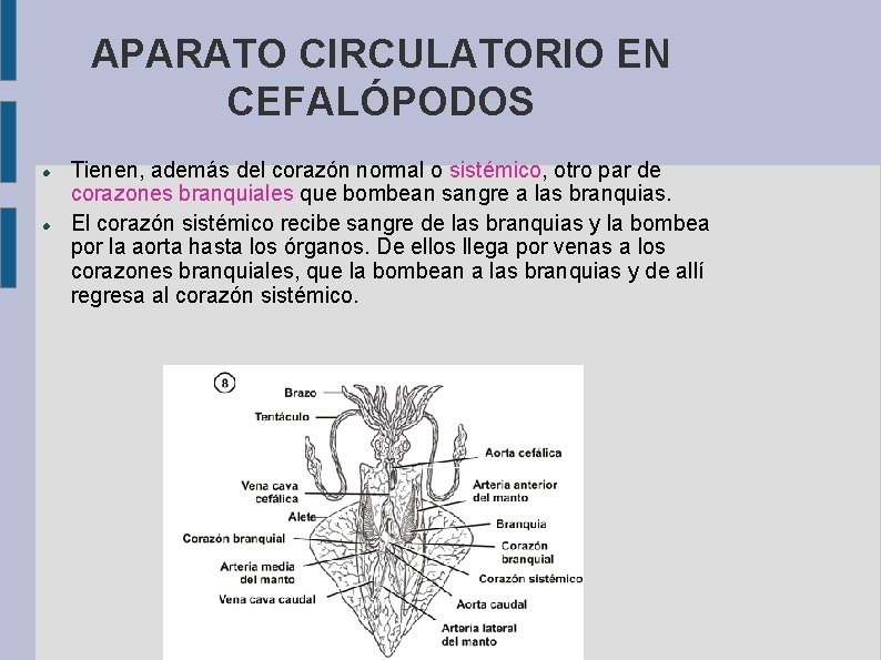 APARATO CIRCULATORIO EN CEFALÓPODOS Tienen, además del corazón normal o sistémico, otro par de