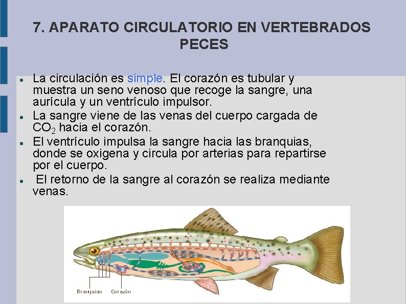 7. APARATO CIRCULATORIO EN VERTEBRADOS PECES La circulación es simple. El corazón es tubular