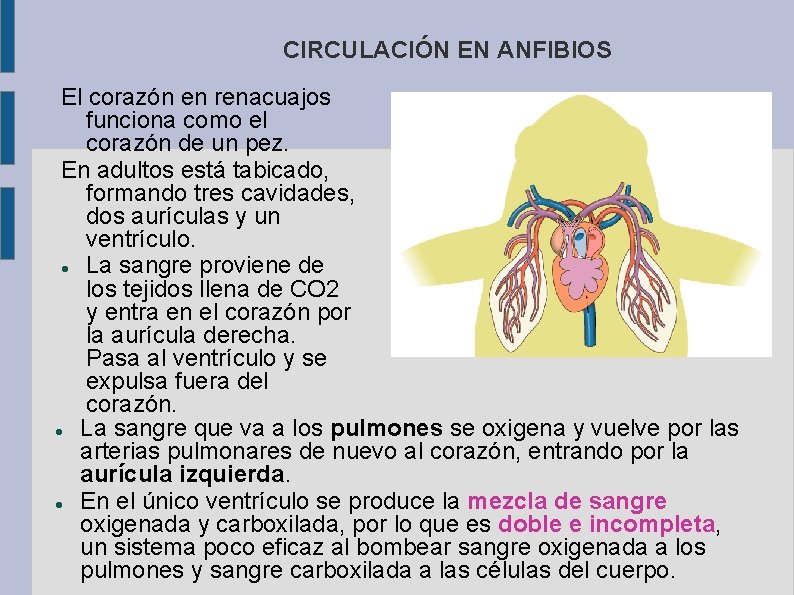 CIRCULACIÓN EN ANFIBIOS El corazón en renacuajos funciona como el corazón de un pez.