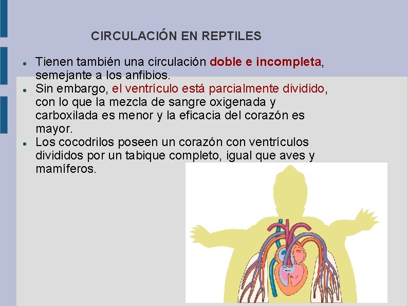 CIRCULACIÓN EN REPTILES Tienen también una circulación doble e incompleta, semejante a los anfibios.