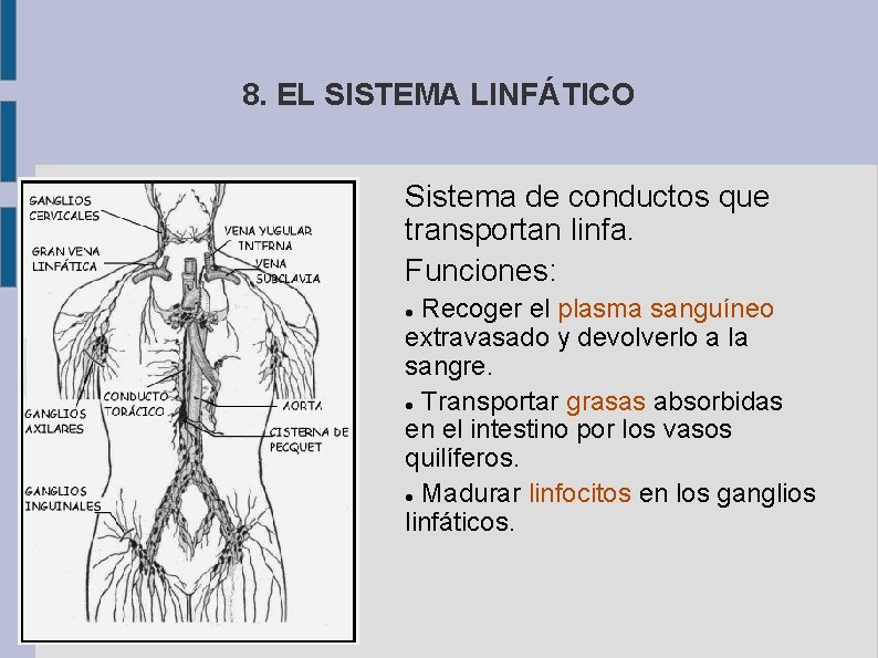 8. EL SISTEMA LINFÁTICO Sistema de conductos que transportan linfa. Funciones: Recoger el plasma