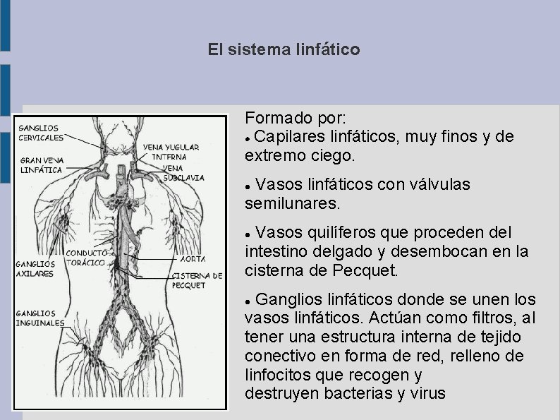 El sistema linfático Formado por: Capilares linfáticos, muy finos y de extremo ciego. Vasos