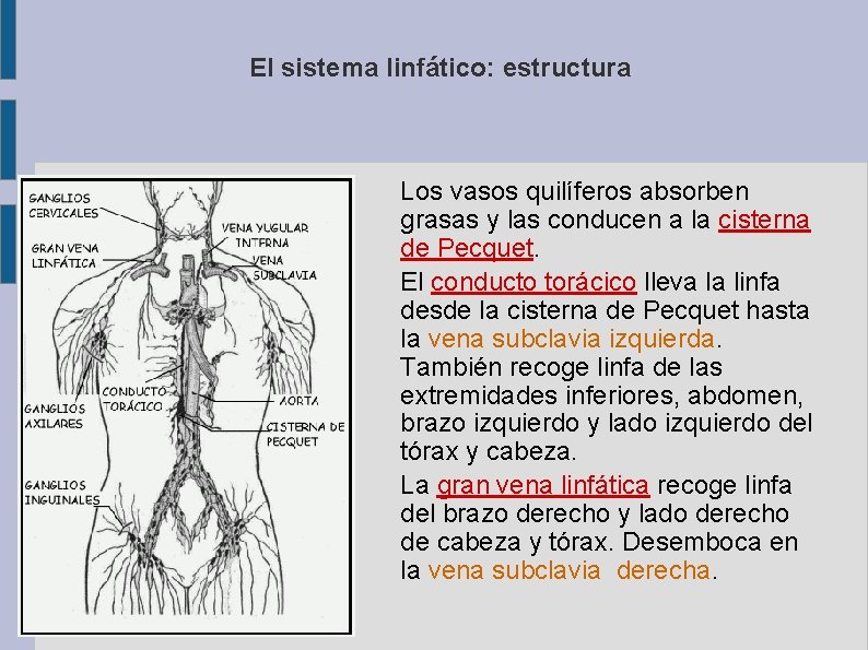 El sistema linfático: estructura Los vasos quilíferos absorben grasas y las conducen a la