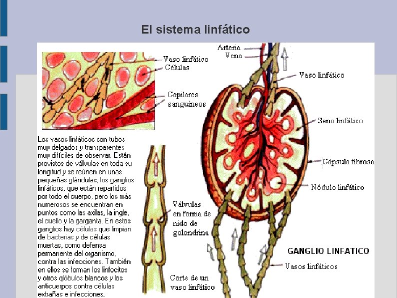 El sistema linfático 