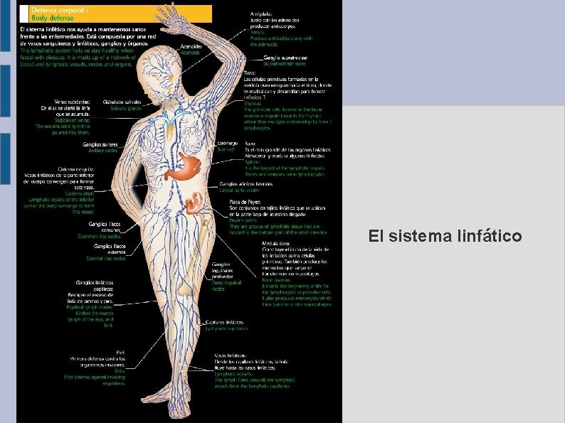 El sistema linfático 