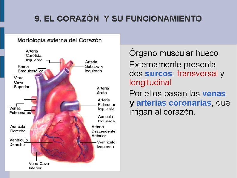 9. EL CORAZÓN Y SU FUNCIONAMIENTO Órgano muscular hueco Externamente presenta dos surcos: transversal