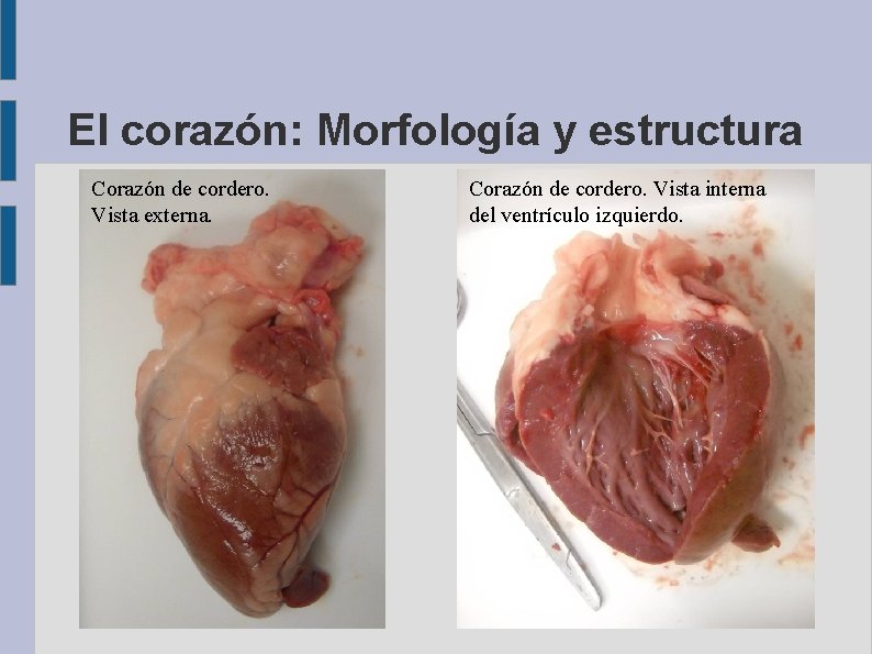 El corazón: Morfología y estructura Corazón de cordero. Vista externa. Corazón de cordero. Vista