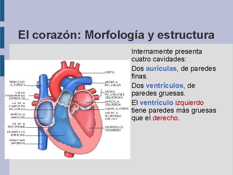 El corazón: Morfología y estructura Internamente presenta cuatro cavidades: Dos aurículas, de paredes finas.
