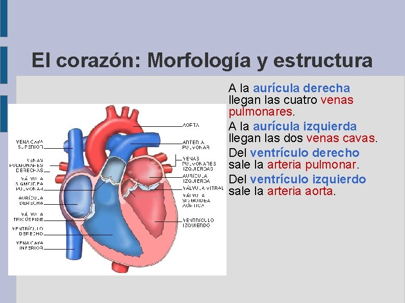 El corazón: Morfología y estructura A la aurícula derecha llegan las cuatro venas pulmonares.