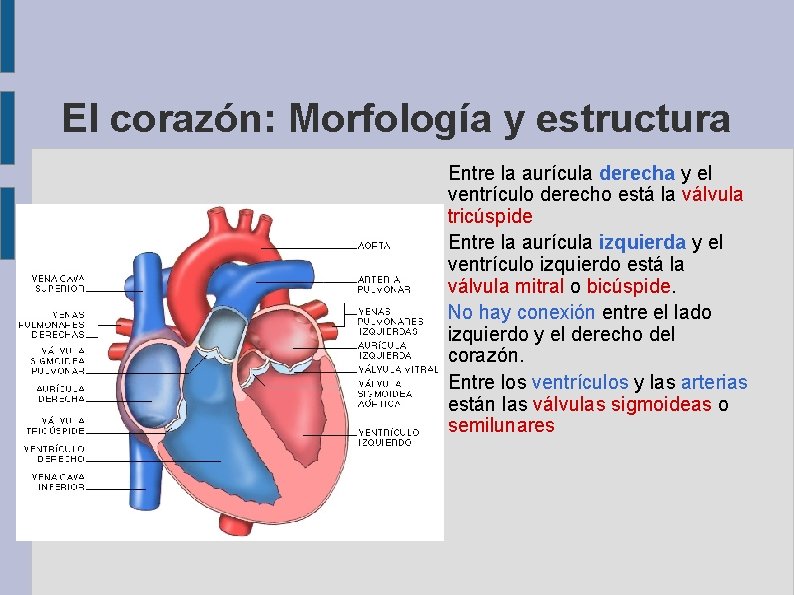 El corazón: Morfología y estructura Entre la aurícula derecha y el ventrículo derecho está