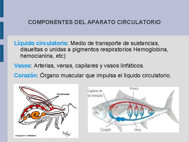 COMPONENTES DEL APARATO CIRCULATORIO Líquido circulatorio: Medio de transporte de sustancias, circulatorio disueltas o