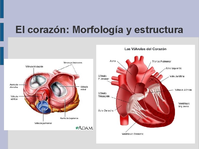 El corazón: Morfología y estructura 