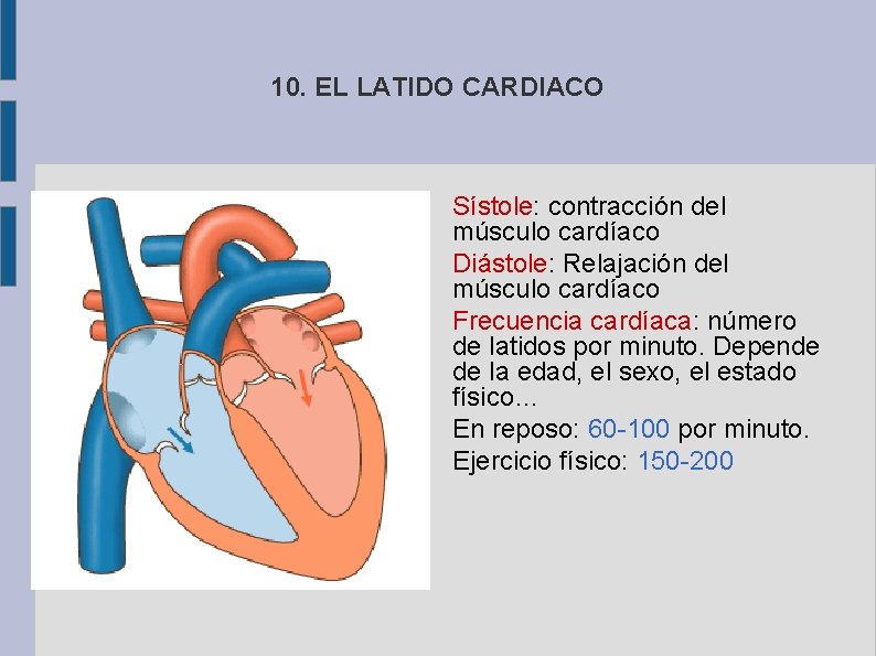 10. EL LATIDO CARDIACO Sístole: contracción del músculo cardíaco Diástole: Relajación del músculo cardíaco