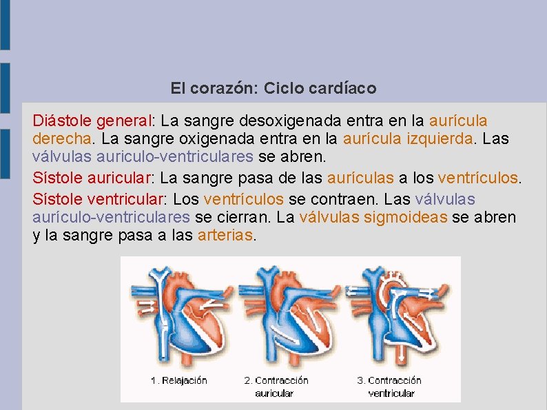 El corazón: Ciclo cardíaco Diástole general: La sangre desoxigenada entra en la aurícula derecha.