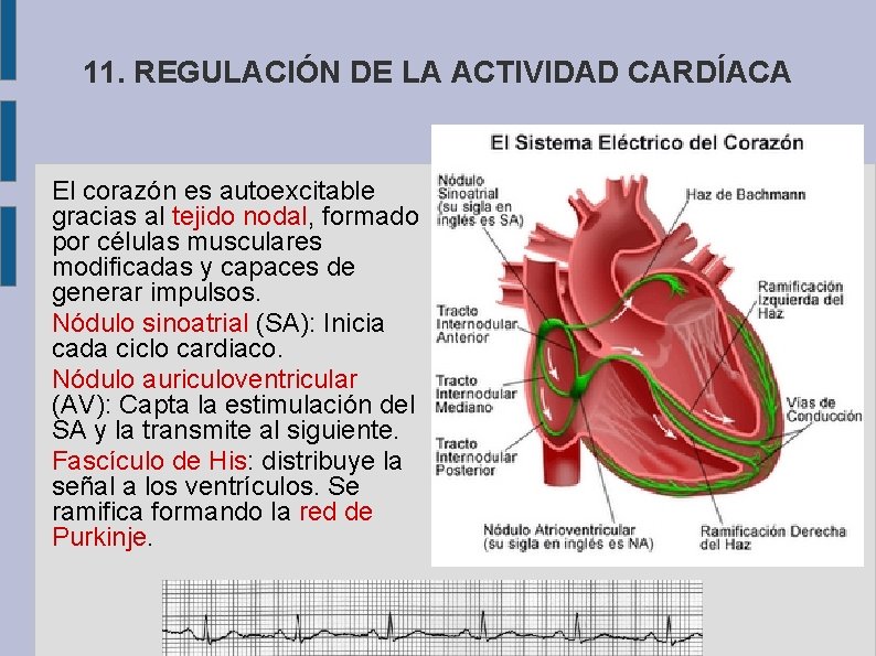 11. REGULACIÓN DE LA ACTIVIDAD CARDÍACA El corazón es autoexcitable gracias al tejido nodal,