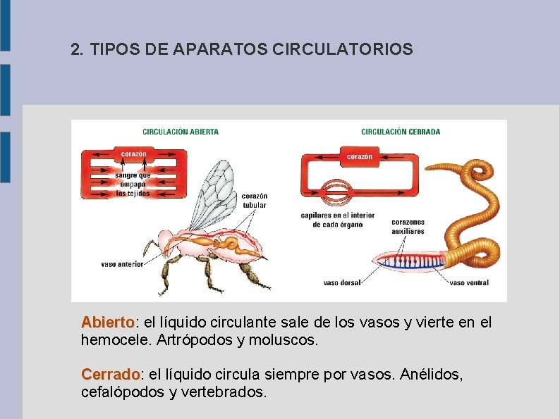 2. TIPOS DE APARATOS CIRCULATORIOS Abierto: el líquido circulante sale de los vasos y