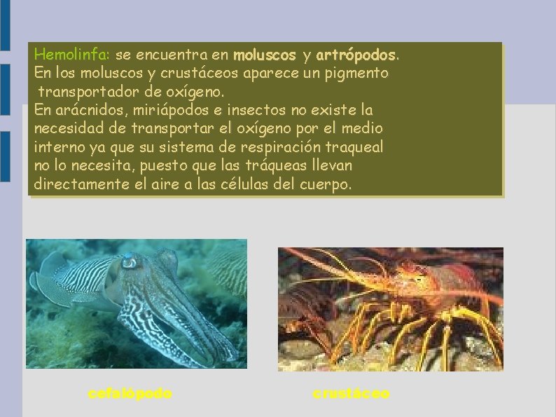 Hemolinfa: se encuentra en moluscos y artrópodos. En los moluscos y crustáceos aparece un