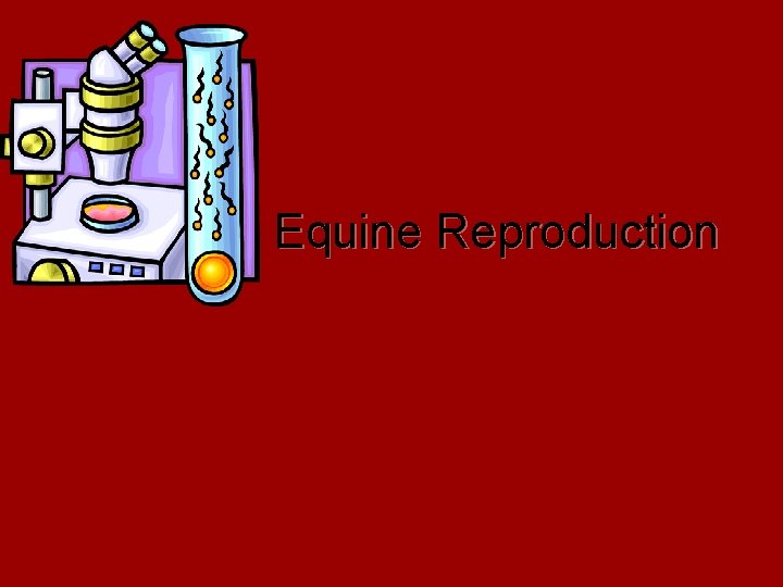 Equine Reproduction 