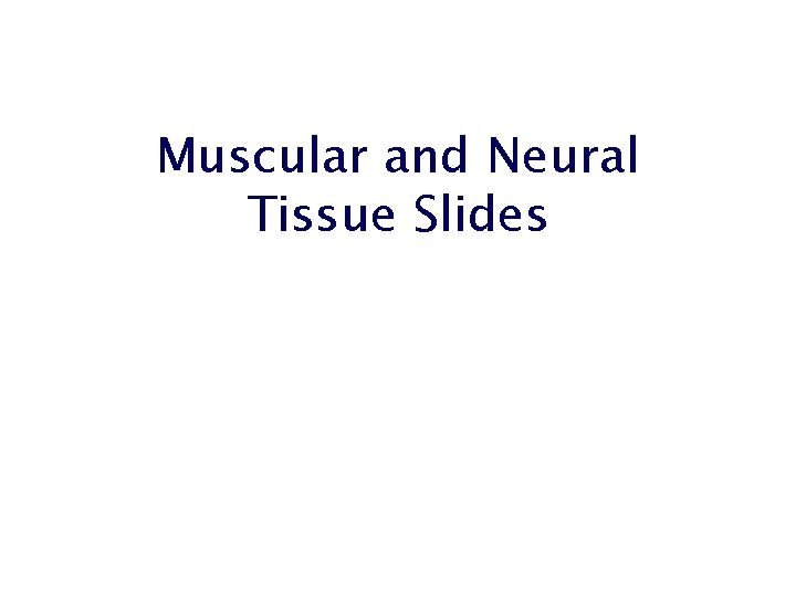 Muscular and Neural Tissue Slides 