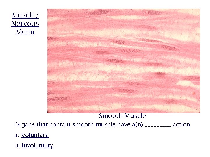 Muscle/ Nervous Menu Smooth Muscle Organs that contain smooth muscle have a(n) _____ action.