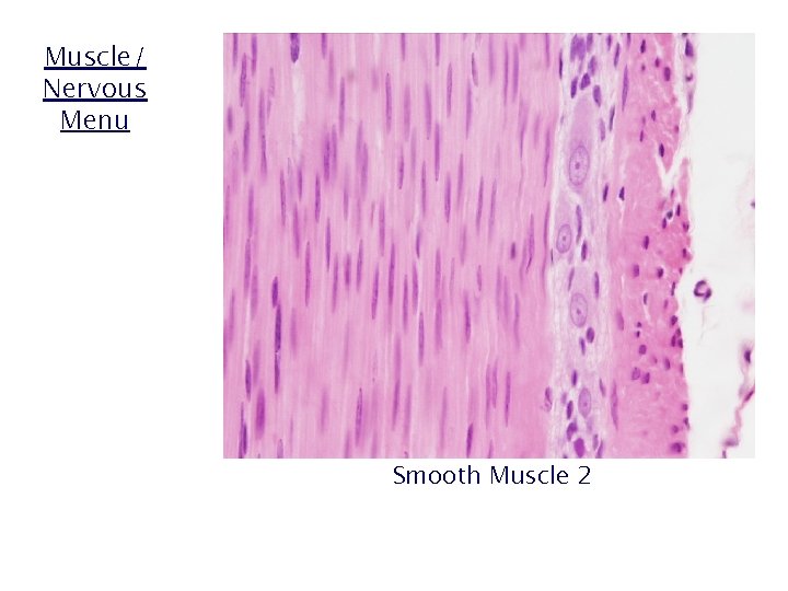 Muscle/ Nervous Menu Smooth Muscle 2 