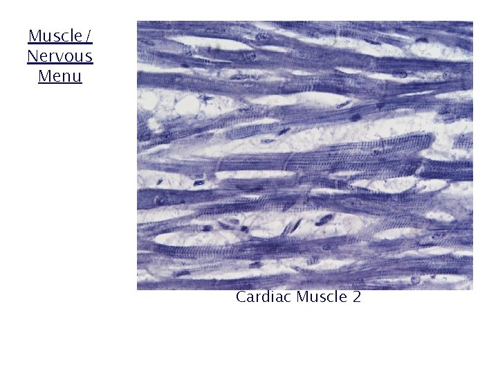 Muscle/ Nervous Menu Cardiac Muscle 2 