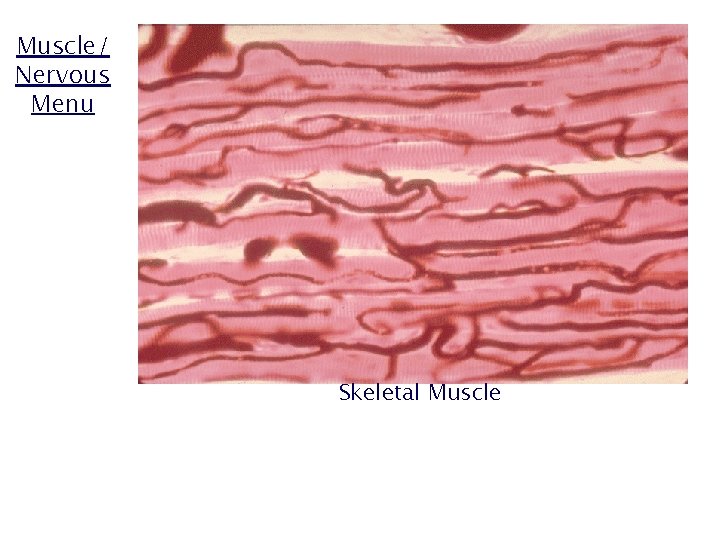 Muscle/ Nervous Menu Skeletal Muscle 