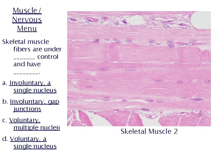 Muscle/ Nervous Menu Skeletal muscle fibers are under _______ control and have ____. a.