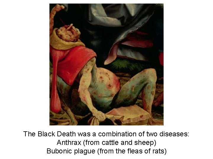 The Black Death was a combination of two diseases: Anthrax (from cattle and sheep)
