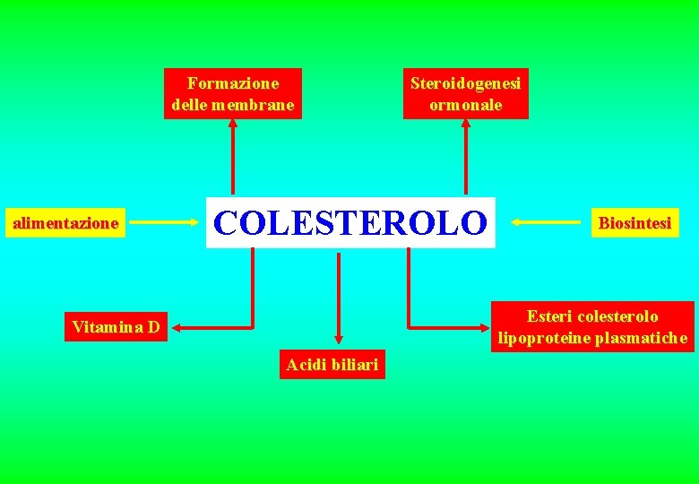 Formazione delle membrane alimentazione Steroidogenesi ormonale COLESTEROLO Biosintesi Esteri colesterolo lipoproteine plasmatiche Vitamina D