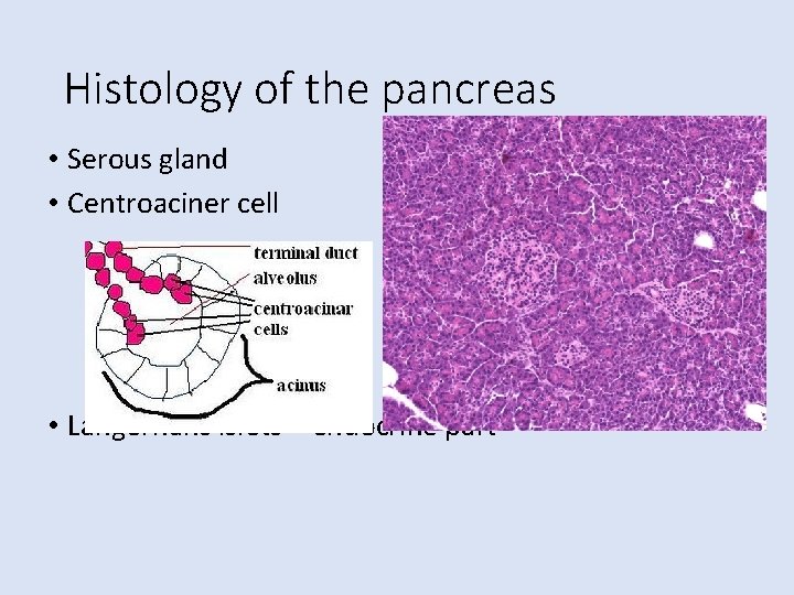 Histology of the pancreas • Serous gland • Centroaciner cell • Langerhans islets –