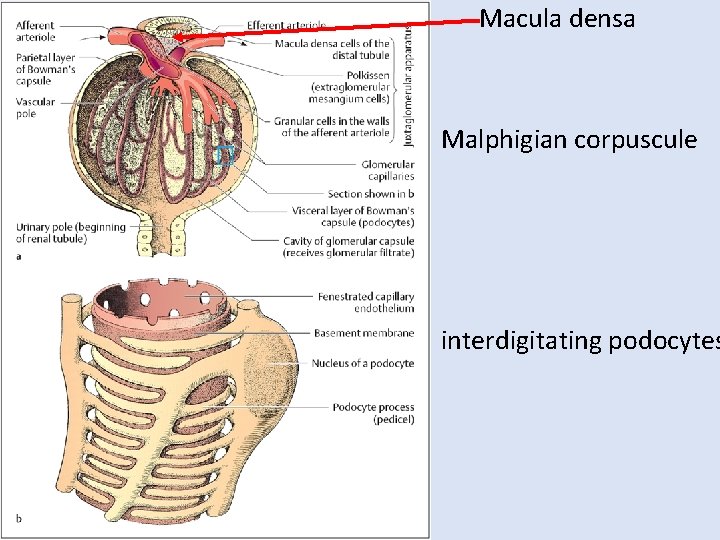 Macula densa Malphigian corpuscule interdigitating podocytes 