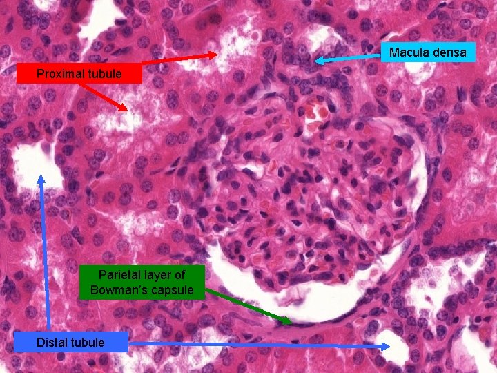 Macula densa Proximal tubule Parietal layer of Bowman’s capsule Distal tubule 