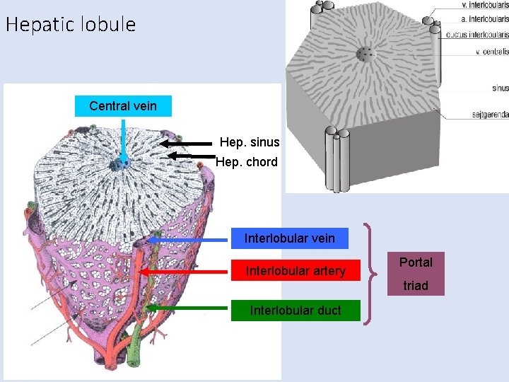 Hepatic lobule Central vein Hep. sinus Hep. chord Interlobular vein Interlobular artery Portal triad