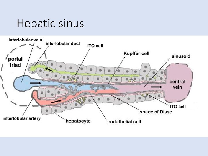 Hepatic sinus 