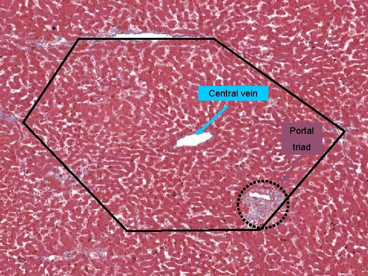 Central vein Portal triad 