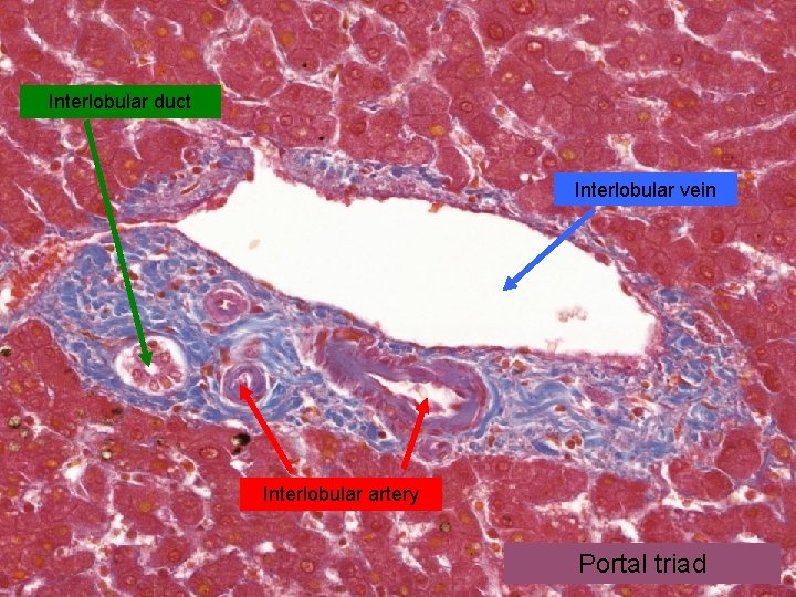 Interlobular duct Interlobular vein Interlobular artery Portal triad 