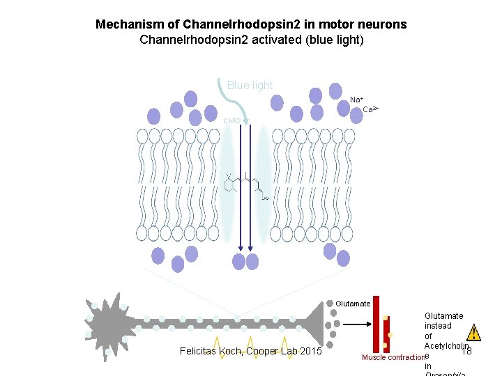 Mechanism of Channelrhodopsin 2 in motor neurons Channelrhodopsin 2 activated (blue light) Blue light