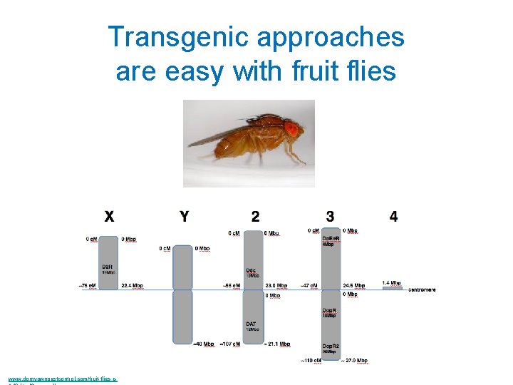 Transgenic approaches are easy with fruit flies www. domyownpestcontrol. com/fruit-flies-c- 