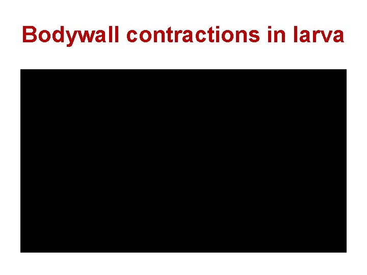 Bodywall contractions in larva 