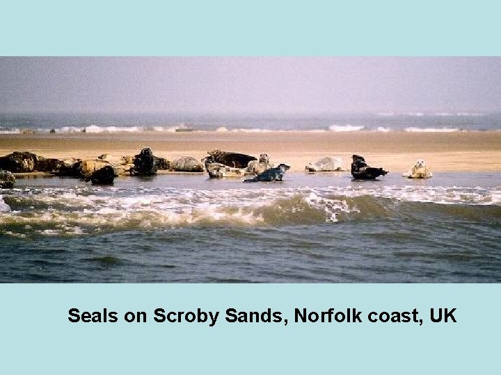 Seals on Scroby Sands, Norfolk coast, UK 