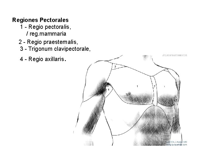 Regiones Pectorales 1 - Regio pectoralis, / reg. mammaria 2 - Regio praesternalis, 3