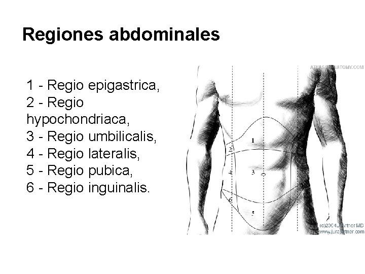 Regiones abdominales 1 - Regio epigastrica, 2 - Regio hypochondriaca, 3 - Regio umbilicalis,