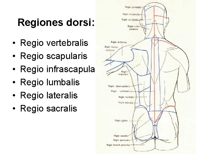 Regiones dorsi: • • • Regio vertebralis Regio scapularis Regio infrascapularis Regio lumbalis Regio