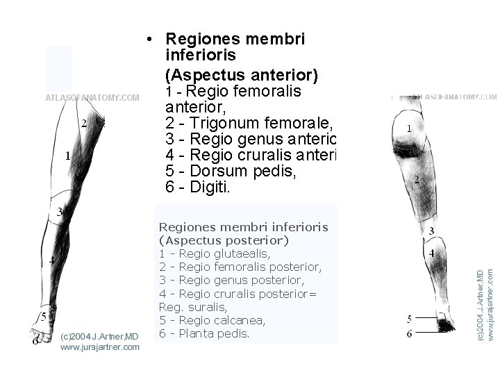  • Regiones membri inferioris (Aspectus anterior) 1 - Regio femoralis anterior, 2 -