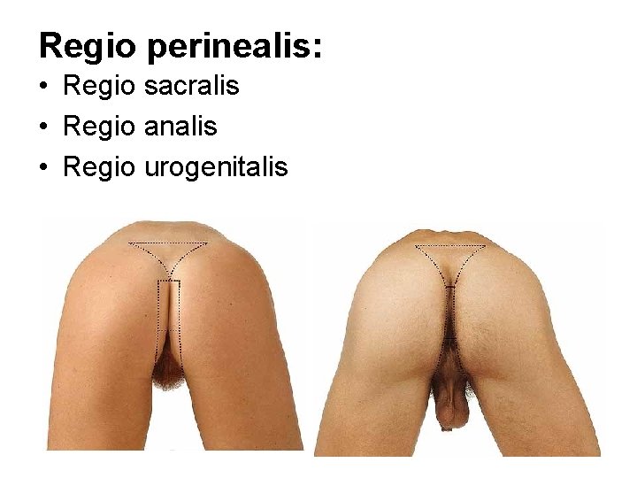 Regio perinealis: • Regio sacralis • Regio analis • Regio urogenitalis 