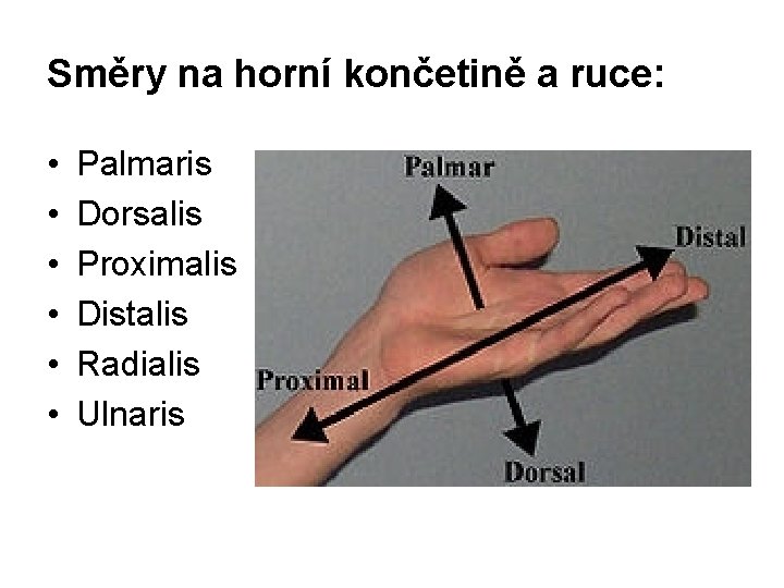 Směry na horní končetině a ruce: • • • Palmaris Dorsalis Proximalis Distalis Radialis