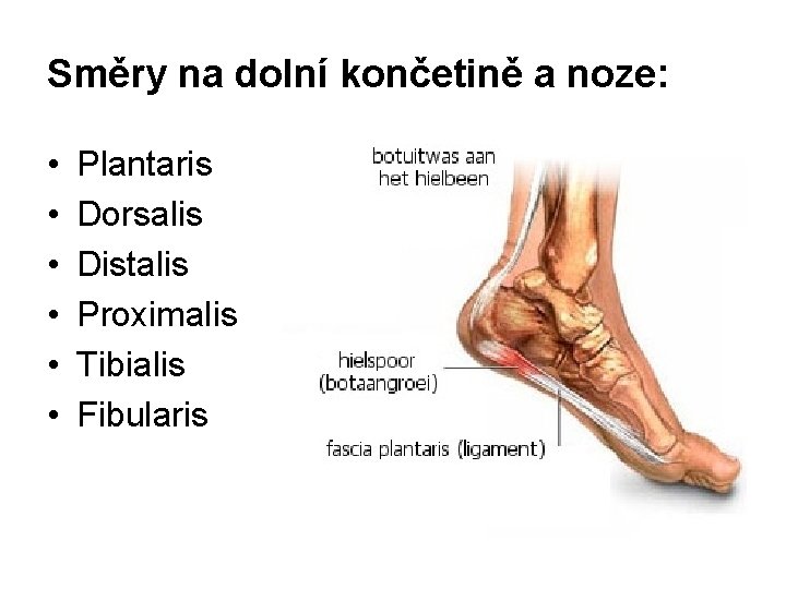 Směry na dolní končetině a noze: • • • Plantaris Dorsalis Distalis Proximalis Tibialis