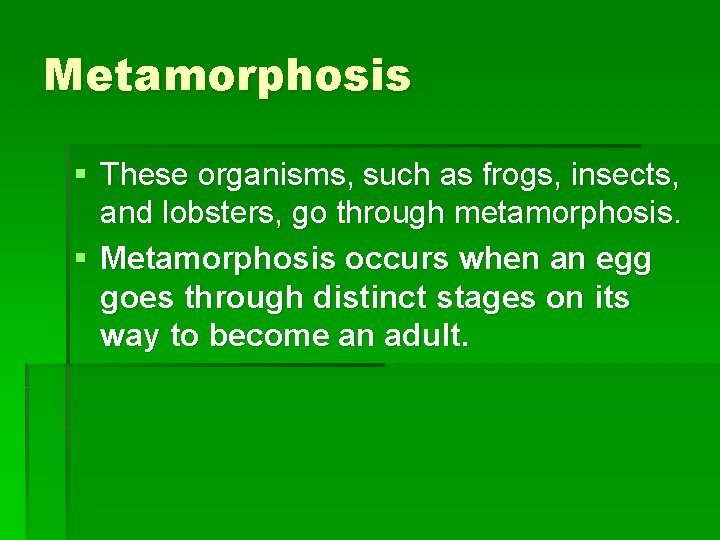 Metamorphosis § These organisms, such as frogs, insects, and lobsters, go through metamorphosis. §