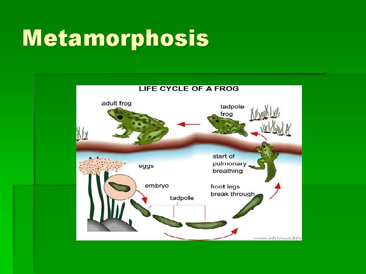 Metamorphosis 